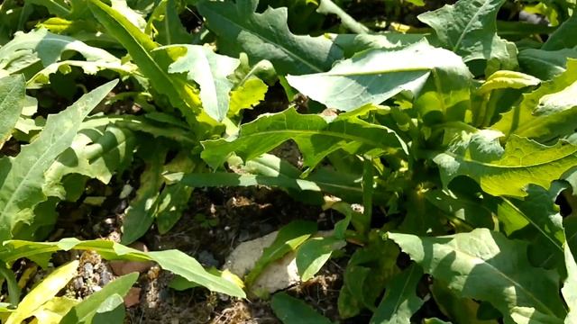 Торнадо - средство от сорняков (гербицид) смотреть онлайн