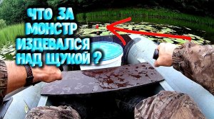 Что произошло с моей щукой? Что за монстр над ней издевался?