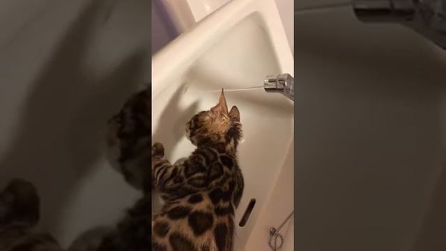 Бенгальский котенок сидит в раковине смотреть онлайн