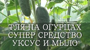 ТЛЯ НА ОГУРЦАХ СУПЕР СРЕДСТВО УКСУС И МЫЛО / чем обработать огурцы от тли?