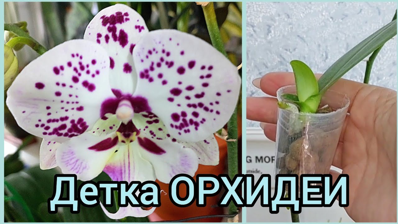 Как вы это делаете??Формирую корни детки #ОРХИДЕИ ? #цветы #растения #фаленопсис #размножение