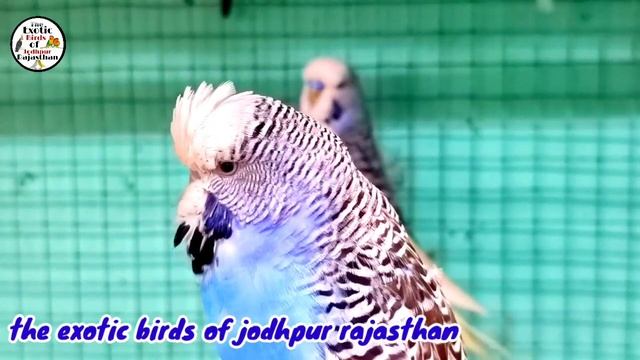 How many eggs do budgies parrots lay in the first breed? // bajrigar first breed me kitne egg dete смотреть онлайн