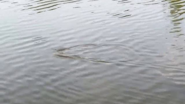 платная рыбалка смотреть онлайн