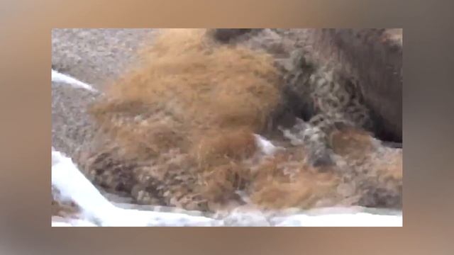 Редкие кадры снежного барса в горах Таджикистана смотреть онлайн