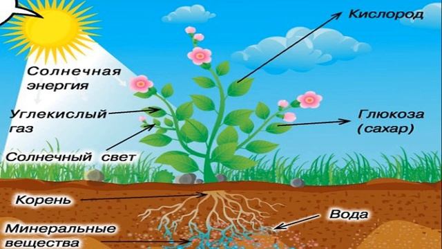 8класс. Биосфера в системе оболочек Земли смотреть онлайн
