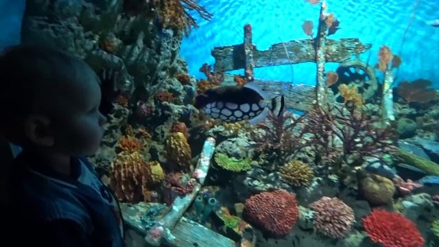 Самый большой океанариум Бангкока. Огромный торговый центр СИАМ ПАРАГОН в Бангкоке смотреть онлайн