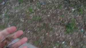 Майский жук сбор майского жука полное описание под видео
