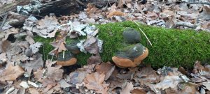 Эфир Из Леса 26.11.2021 г. Курская область. Какие грибы собираю в ноябре.