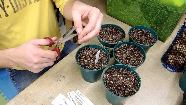 Planting Seeds - Species Geranium (Pelargonium) смотреть онлайн