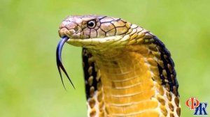 Свекровь ХОЧЕТ одна ЖИТЬ в новой квартире и ТРЕБУЕТ, чтобы мы забрали пожилого свёкра к себе