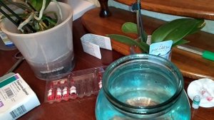 Чем подкормить орхидею?если нет удобрения...