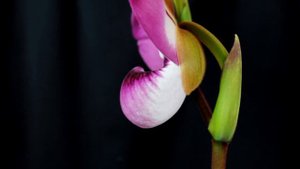 Мой Phragmipedium kovachii. Первый день цветения. Цветок в деталях!