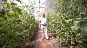 ? БОЛЕЗНИ ТОМАТОВ: Кладоспориоз Томатов и Меры Борьбы