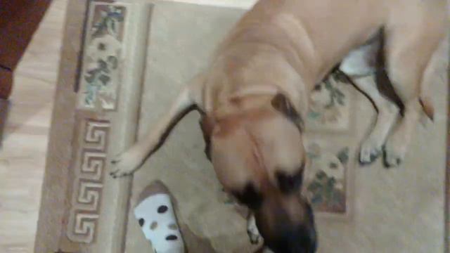 Стафф - лентяй смотреть онлайн