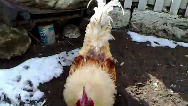 ПЕТУШИНАЯ Разборка смотреть онлайн