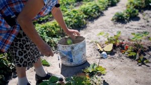 Важно вовремя скосить листья клубники! Обрезка клубники.