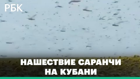 Полчища саранчи уничтожают урожай в Краснодарском крае