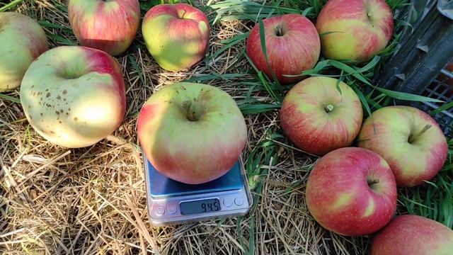 Битва титанів:Чемпіон,Джумбо Помм,Перлина Києва,Ліголь. смотреть онлайн