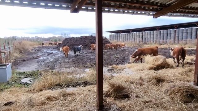 БЫЧКОВ ПЕРЕВОДИМ В ЗИМНИЙ ЗАГОН. Зима наступает... смотреть онлайн