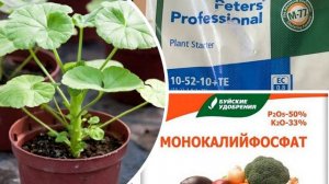 После этой ПОДКОРМКИ ПЕЛАРГОНИЯ (герань) будет цвести всю зиму, кустики будут пышные!