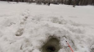 Ждановское озеро | Прудик в Южном | Всеволожск исследуем водоемы