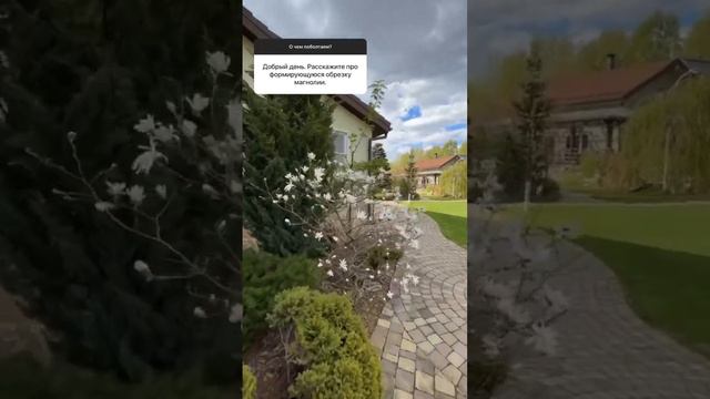 Нужна ли магнолии формирующая обрезка?! #сад #марияниконова #garden #всевсад #магнолия