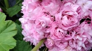 #143.О Princessan Filippa! Описание сорта.