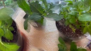 🌺ЧЕРЕНКОВАНИЕ КРУПНОЛИСТНЫХ гортензий из Европы ЭКСПЕРИМЕНТ