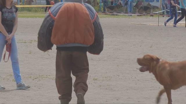 Working Dogue de Bordeaux/ Бордоский дог работа по защите смотреть онлайн