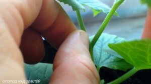 УХОД ЗА ОГУРЦАМИ ? НА ПОДОКОННИКЕ, ЗИМОЙ.
