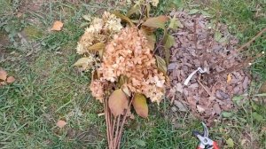 ОБРЕЗКА и ЧЕРЕНКОВАНИЕ метельчатой гортензии ЛИТЛ ФРАЙЗ