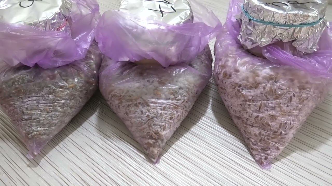 Посев чистой культуры на субстрат. Завершающий этап выращивания биопрепаратов, подробный рассказ смотреть онлайн