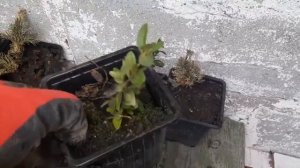 Неприхотливый можжевельник скальный. Укоренение можжевельника