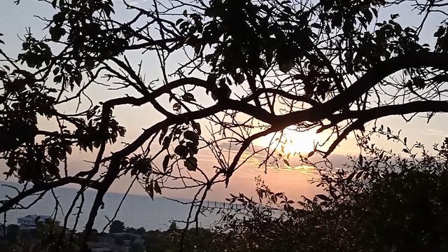 ФУТАЖ ЗАКАТ. ДЕРЕВО НА ЗАКАТЕ.