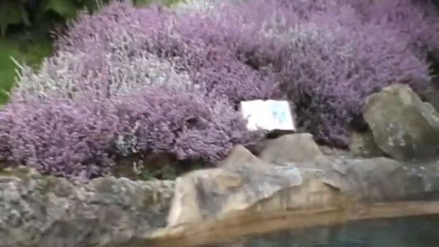 Страна сказочных Фей смотреть онлайн