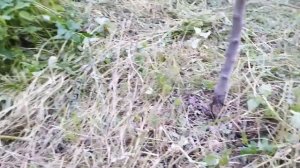 АГРОТКАНЬ. Мульчирование садовых деревьев