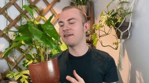 How To Care For Calathea musaica “Network” | Plant Of The Week Ep. 4