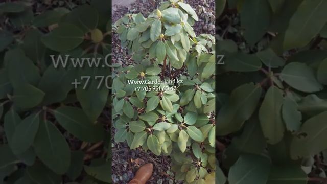 Рододендрон в Алматы смотреть онлайн