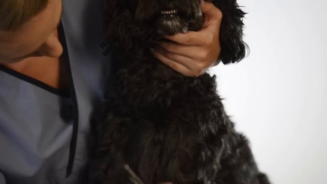Yours Droolly - Grooming a mixed-breed poodle-type coat with Shear Magic Grooming tools