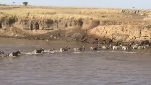 Миграция Антилоп Гну и Зебр через реку с крокодилами?