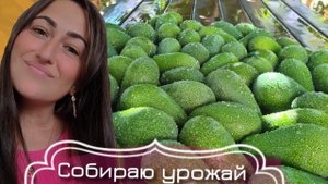 СОБИРАЮ АВОКАДО В ТУРЕЦКОМ САДУ, МЕРСИН