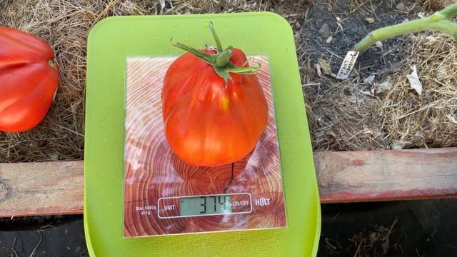 Томат СТО ПУДОВ полностью соответствует названию / Каким был у меня Tomato A HUNDRED POUNDS смотреть онлайн