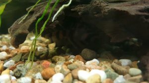 Panaqolus sp. (L397)  аквариумный сом