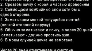 Окулировка вишни -1  (23.08.12) - летняя окулировка (с 20 июля до конца Августа)