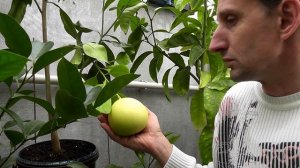 Помело Citrus grandis "Kao Pan"