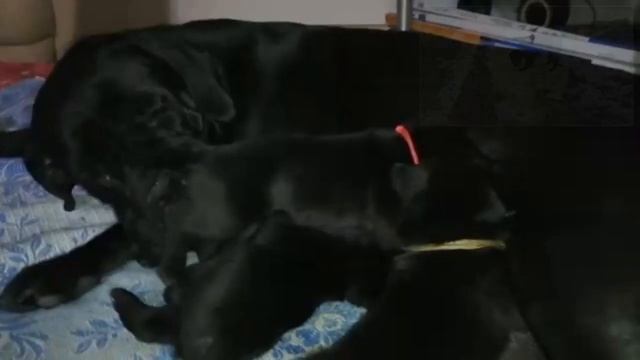 У щенков собаки Кане Корсо открылись глаза. #canecorso