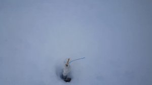 Зайчики грызут все саженцы яблонь.