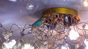 Попугайчики и их друзья🦜