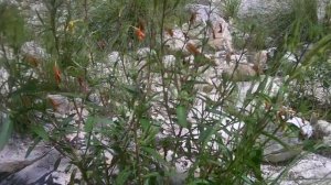 Medicinal Plants of the Southwest with Herbalist Darcey Blue : Evening Primrose (Oenothera biennis)