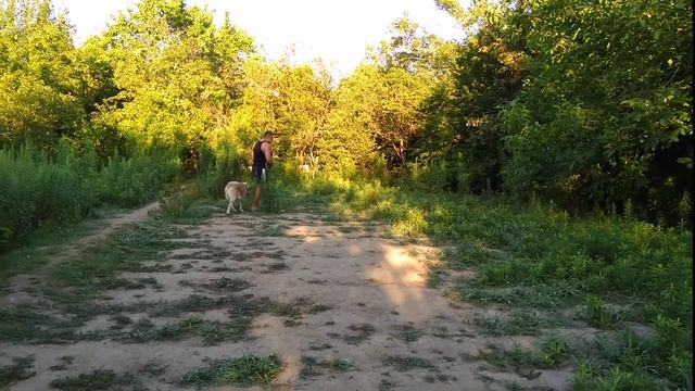 Как правильно дрессировать Алабая!